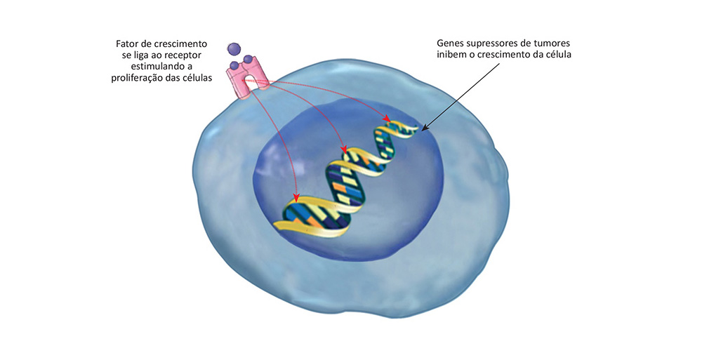 em quanto tempo um cancer se desenvolve, como o cancer se desenvolve, desenvolvimento do cancer, quanto tempo um cancer demora para se desenvolver, quanto tempo demora para um cancer se desenvolve, quanto tempo um cancer leva para se desenvolver, ciclo celular e cancer, divisão celular e cancer, o que desencadeia o, desenvolvimento do cancer na celula, quanto tempo o cancer demora para se desenvolver, o desenvolvimento do cancer , principais fatores de risco para o desenvolvimento do cancer, celulas cancerigenas, células cancerígenas, celulas cancerosas, celulas do cancer, formação do cancer, celula do cancer, como ocorre o cancer, como se desenvolve o cancer, desenvolvimento do cancer, carcinogenese, carcinogênese, como surge o cancer, surgimento do cancer