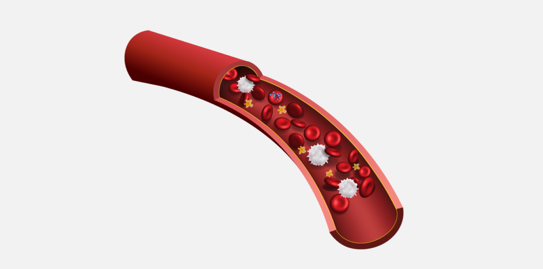 Ilustração De Uma Veia Com Células Sanguíneas