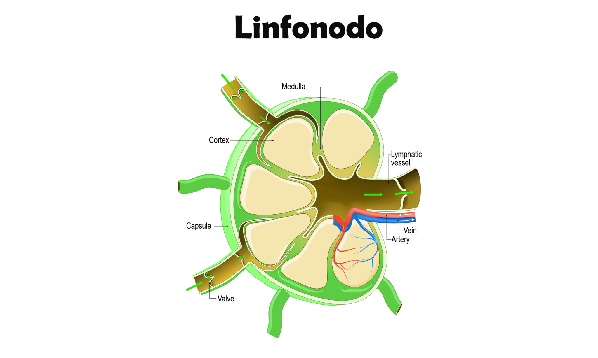 Linfonodos aumentados: você deve se preocupar? - Revista Online ABRALE