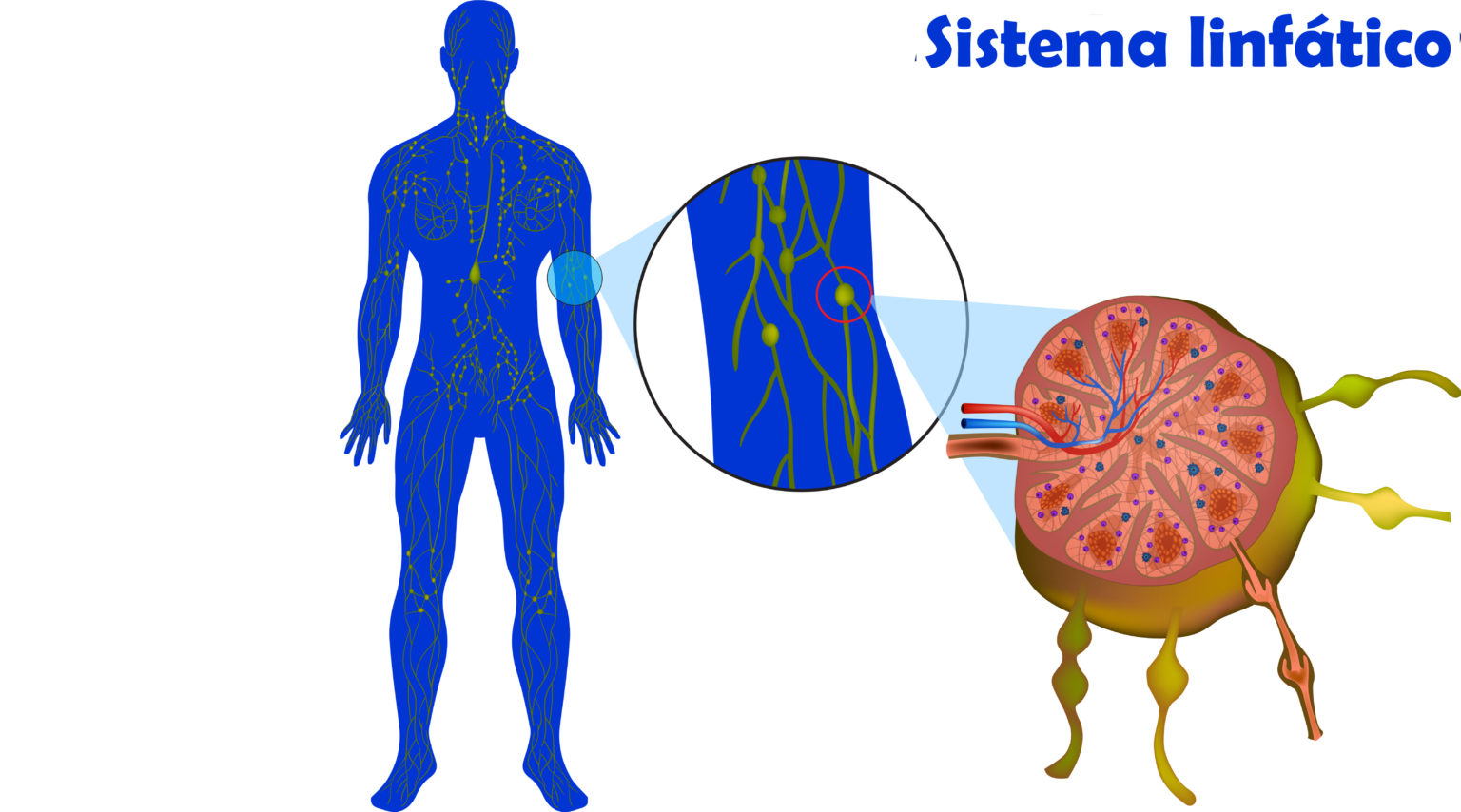 Linfonodos aumentados: você deve se preocupar? - Revista Online ABRALE