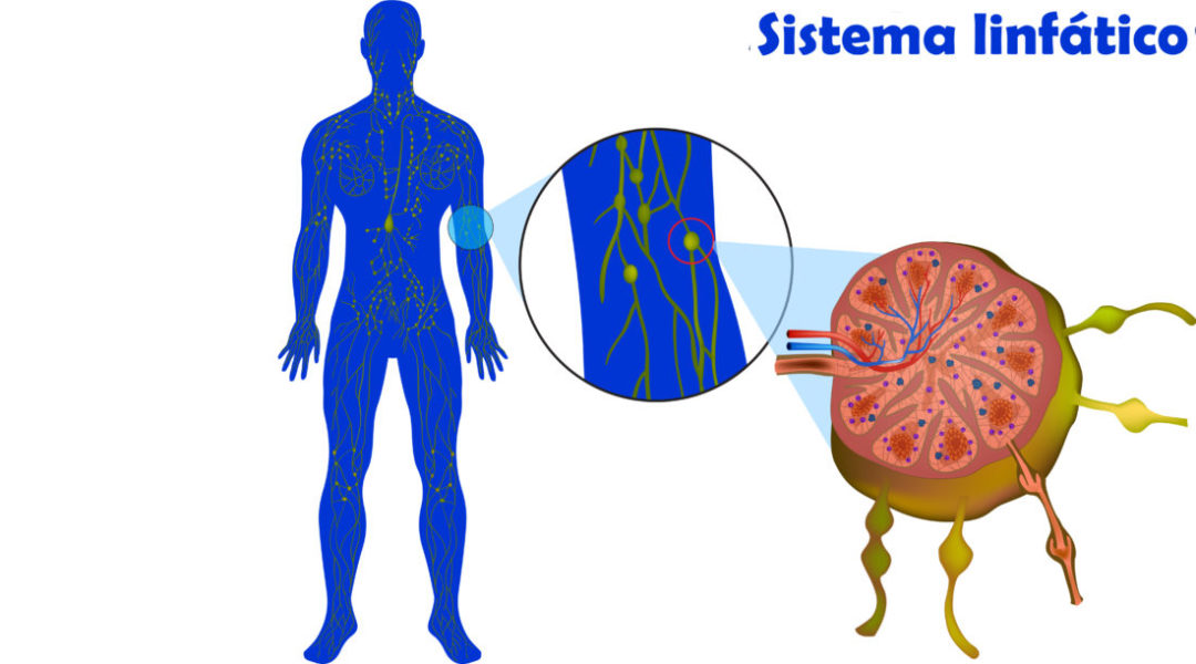 Sistema linfático com indicação de onde ficam os linfonodos