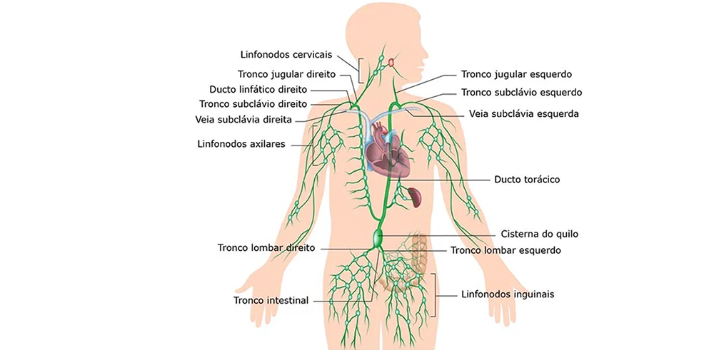 Órgãos Do Sistema Linfático