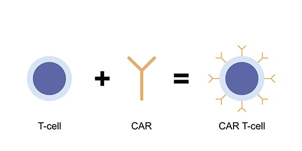 Car-t cell