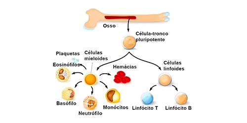 Diagrama mostrando a função da medula óssea na produção de células do sangue.