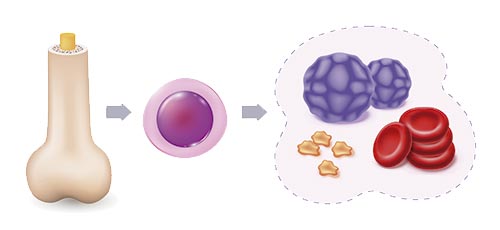 Imagem ilustrando a função da vitamina B12 na produção de células do sangue.