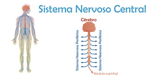 Imagem ilustrando o sistema nervoso central e onde fica a medula espinhal.