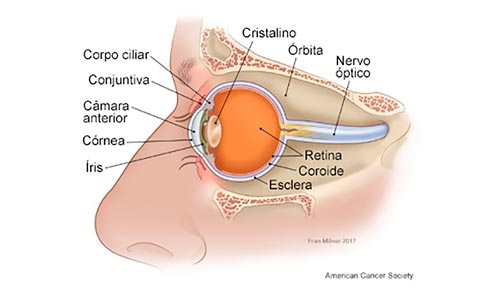 Imagem representando os sintomas do linfoma de zona marginal de anexo ocular